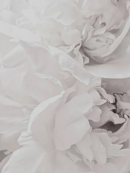Bílý pivoňkový květ jako abstraktní květinové pozadí pro dovolenou značky — Stock fotografie