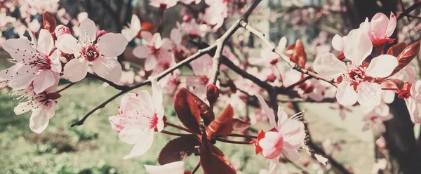 Fundo vintage de flores de macieira florescer, flor floral na primavera — Fotografia de Stock
