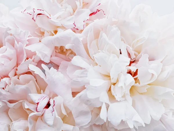 Boeket pioenroos bloemen op luxe marmeren achtergrond, bruiloft flatlay en evenement branding — Stockfoto