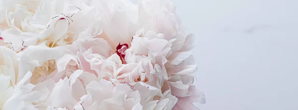 Μπουκέτο με λουλούδια παιώνιας ως πολυτελές floral φόντο, διακόσμηση γάμου και branding εκδήλωση — Φωτογραφία Αρχείου