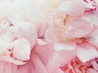 Tatil markaları için soyut çiçek arkaplanı olarak pembe şakayık çiçeği.