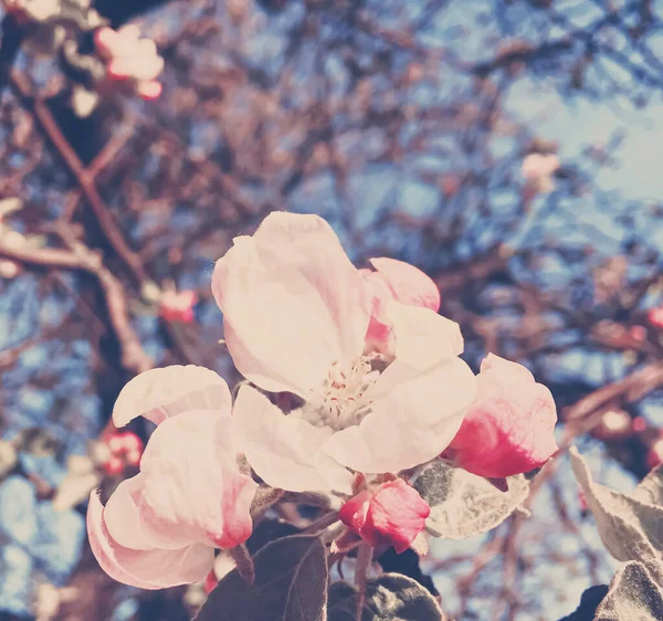 Floraison de fleurs de pommier au printemps comme fond floral — Photo