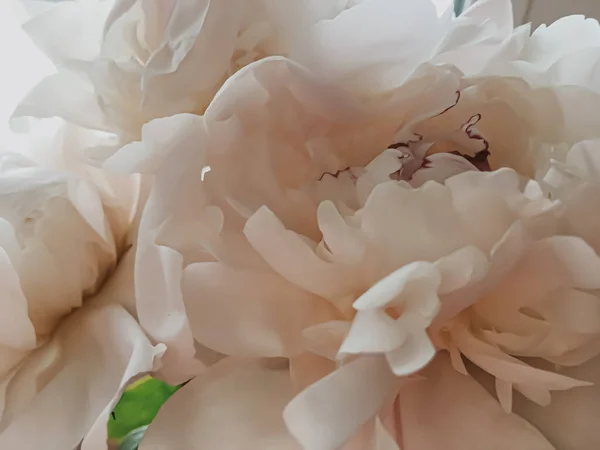 Beige fiore di peonia come sfondo floreale astratto per il branding vacanza — Foto Stock