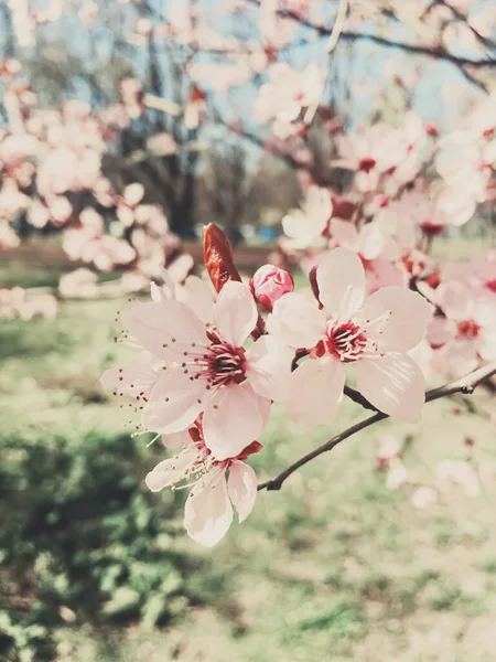 Elma ağacının eski arkaplanı çiçek açar, ilkbaharda çiçek açar. — Stok fotoğraf