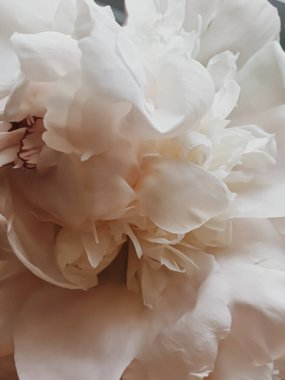 Tatil markaları için soyut çiçek arkaplanı olarak bej şakayık çiçeği