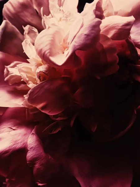 Rode pioenroos bloem als abstracte bloemige achtergrond voor vakantie branding — Stockfoto