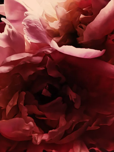 Красный пионский цветок как абстрактный цветочный фон для праздничного брендинга — стоковое фото