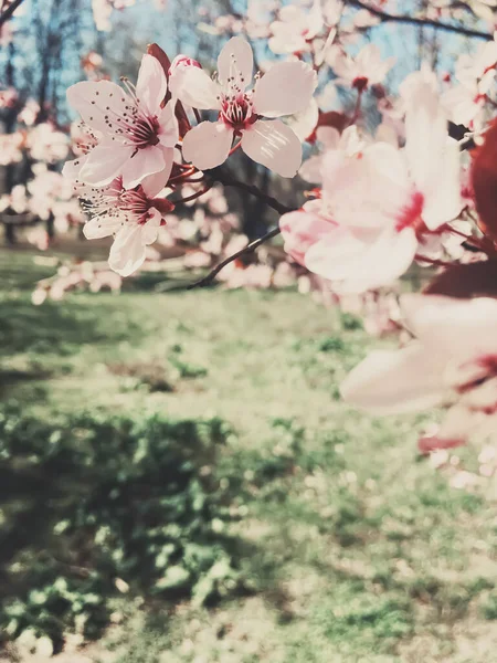 Sfondo vintage di fiori di melo fioritura, fiore floreale in primavera — Foto Stock