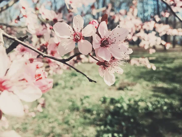 Винтажный фон яблони цветы цветут, цветочный цветок весной — стоковое фото