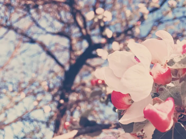 Flores de manzano florecientes en primavera como fondo floral —  Fotos de Stock