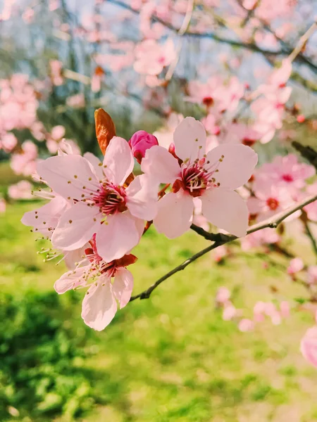 Fiori di melo fioriscono, fiori fioriti in primavera — Foto Stock