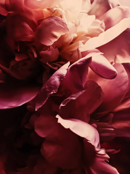 Kırmızı şakayık çiçeği, tatil markaları için soyut çiçek arkaplanı — Stok fotoğraf