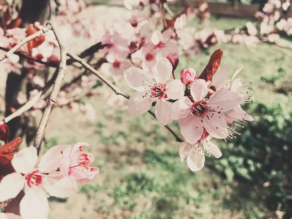 Fond vintage de fleurs de pommier fleurissent, floraison florale au printemps — Photo