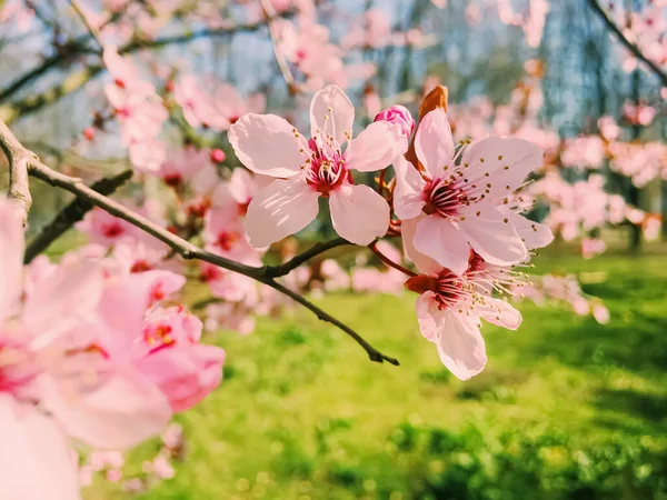 Цветут яблони, цветут цветы весной — стоковое фото