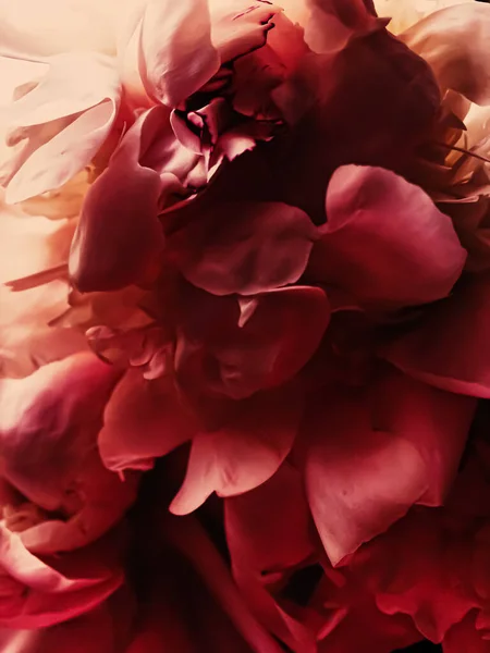 연휴 브랜드를 위한 추상적 인 꽃 배경으로서의 붉은 꽃잎 — 스톡 사진