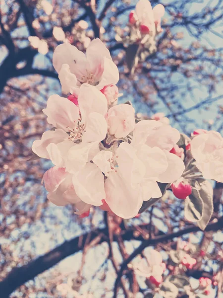 Çiçek arkaplanı olarak baharda açan elma ağacı çiçekleri — Stok fotoğraf