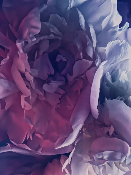 Фиолетовый пион как абстрактный цветочный фон для праздничного брендинга — стоковое фото