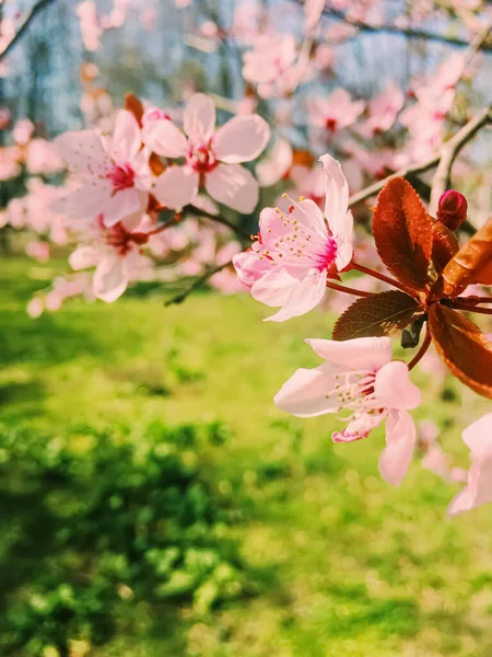 Appelboom bloemen bloeien, bloemen bloeien in het voorjaar — Stockfoto