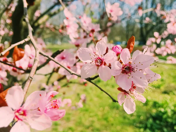Flores de manzano florecen, flores florecen en primavera —  Fotos de Stock