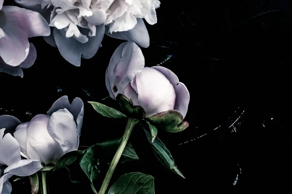 Çiçekli sanat arka planı olarak pastel şakayık çiçekleri, botanik düzlükler ve lüks markalar — Stok fotoğraf