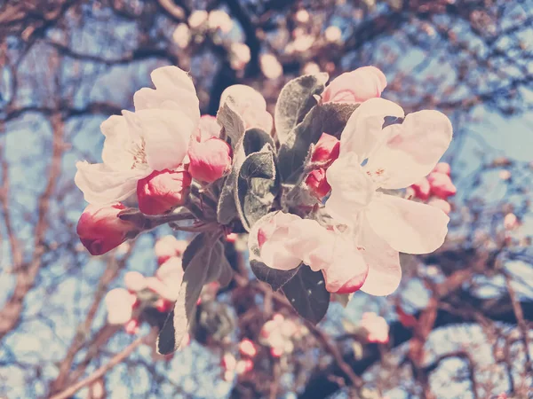 Floraison de fleurs de pommier au printemps comme fond floral — Photo