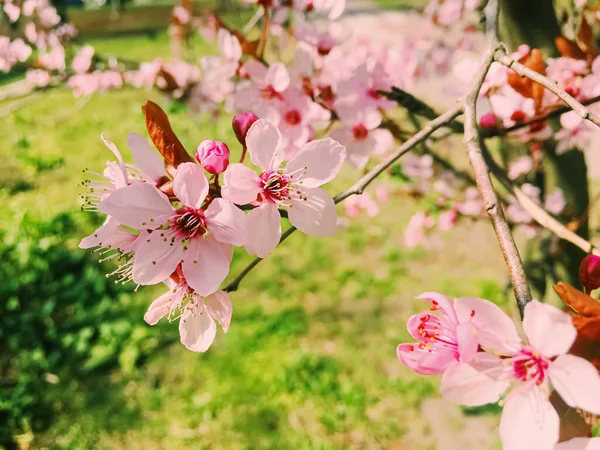 Fiori di melo fioriscono, fiori fioriti in primavera — Foto Stock