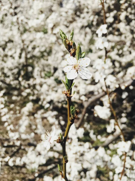 Blühender Apfelbaum blüht im Frühling als blumiger Hintergrund — Stockfoto