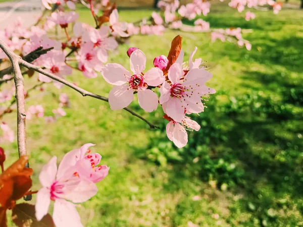 Elma ağacı çiçekleri açar, ilkbaharda çiçek açar. — Stok fotoğraf