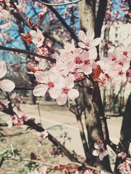 Sfondo vintage di fiori di melo fioritura, fiore floreale in primavera — Foto Stock