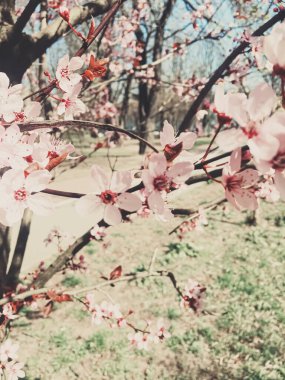 Elma ağacının eski arkaplanı çiçek açar, ilkbaharda çiçek açar.