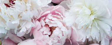 Blooming peony flowers as floral art background, botanical flatlay and luxury branding clipart