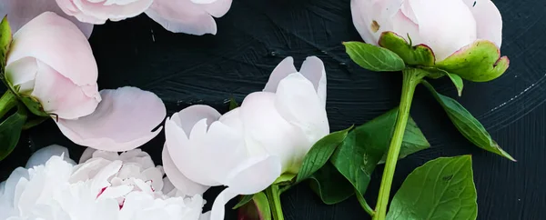 Flores de peonía florecientes como fondo de arte floral, plano botánico y marca de lujo — Foto de Stock