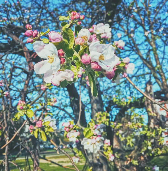 Blühender Apfelbaum blüht im Frühling als blumiger Hintergrund — Stockfoto