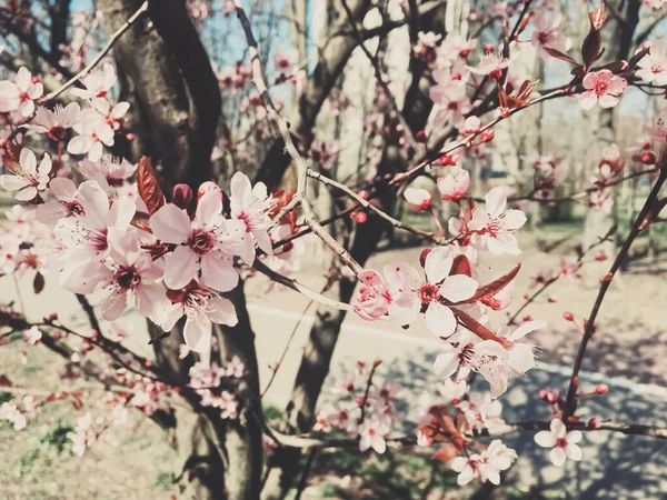 Fondo vintage de flores de manzano florecen, flor floral en primavera — Foto de Stock