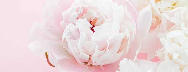 Flores peônias brancas como arte floral em fundo rosa, flatlay casamento e branding luxo — Fotografia de Stock