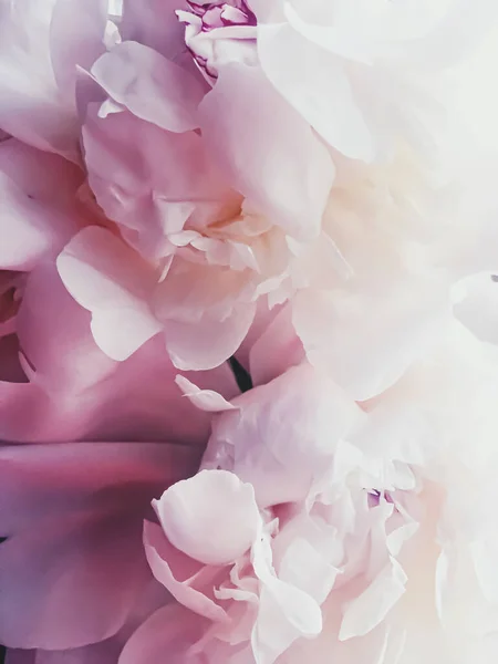 Fiore di peonia rosa come sfondo floreale astratto per il branding vacanza — Foto Stock