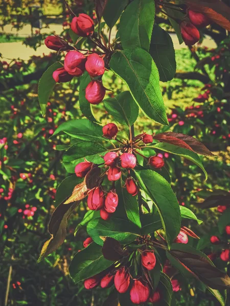 Bacche rosse su albero al tramonto in primavera — Foto Stock