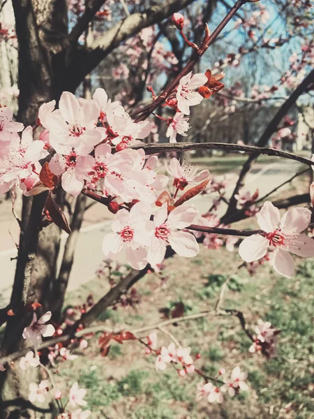 Elma ağacının eski arkaplanı çiçek açar, ilkbaharda çiçek açar. — Stok fotoğraf