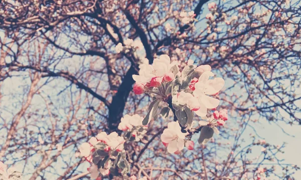 Ανθισμένα λουλούδια μηλιάς την άνοιξη ως φόντο λουλουδιών — Φωτογραφία Αρχείου