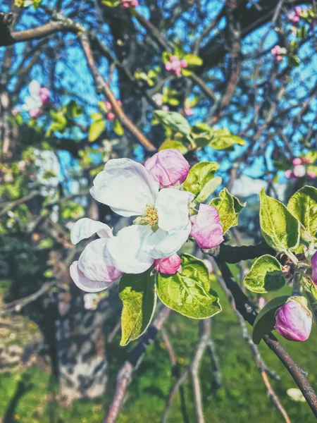 Çiçek arkaplanı olarak baharda açan elma ağacı çiçekleri — Stok fotoğraf