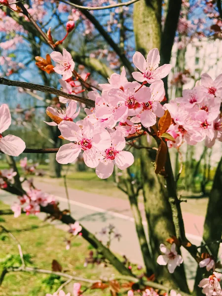 Цветут яблони, цветут цветы весной — стоковое фото