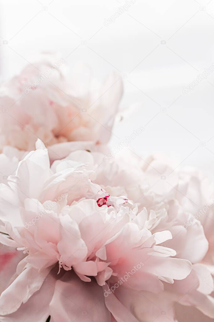Bouquet of peony flowers as luxury floral background, wedding decoration and event branding
