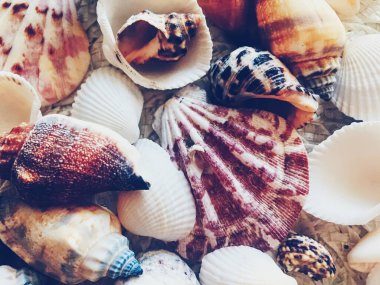 Deniz kabukları yaz mevsimi arka plan, doğa ve seyahat gibi
