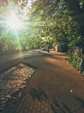 Baharda çiçek açan ağaçlar Şehir parkında