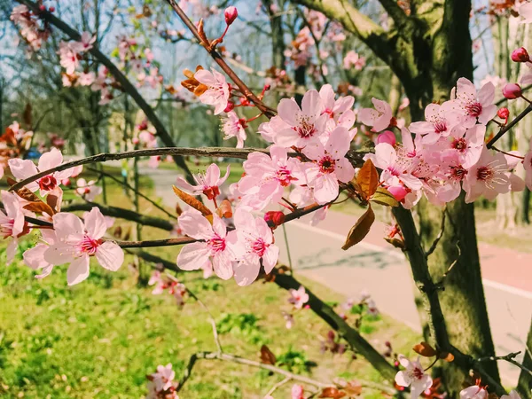 Flores de manzano florecen, flores florecen en primavera — Foto de Stock
