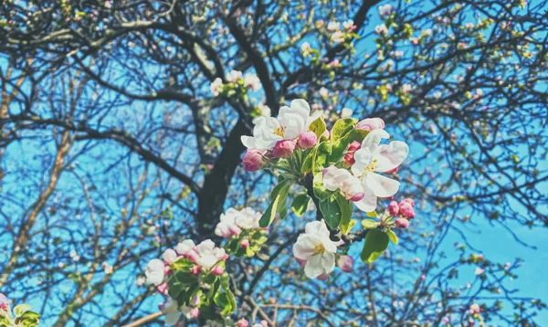 Flores de manzano florecientes en primavera como fondo floral —  Fotos de Stock