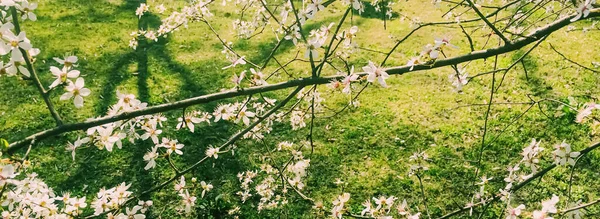 Blommande äppelträd blommor på våren som blommig bakgrund — Stockfoto