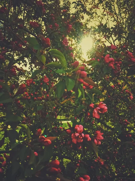 Röda bär på träd vid solnedgången på våren — Stockfoto