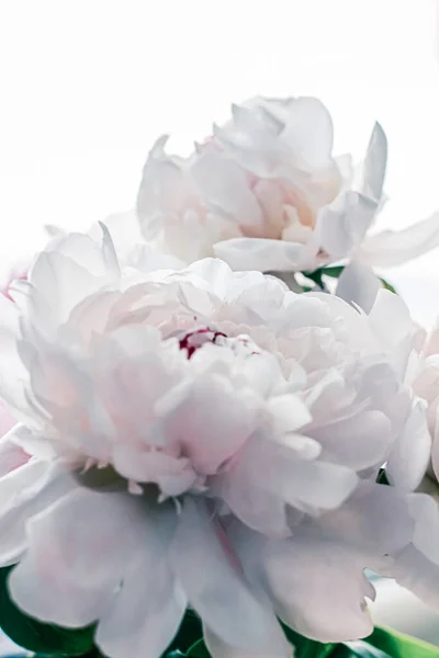 Bouquet of peony flowers as luxury floral background, wedding decoration and event branding — Stock Photo, Image