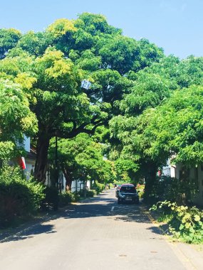 Parkta ağaçlar Yazın, şehirde ve doğada